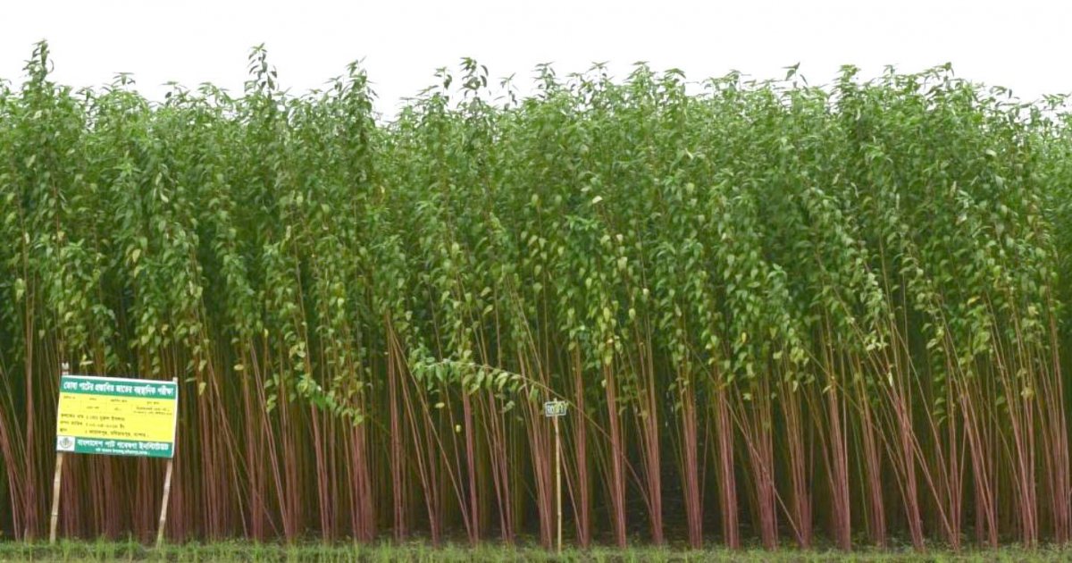 Jute Cultivation & Raw Materials image 1